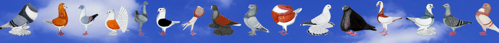 banner website van de sierduif