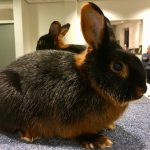 Gastspreker tijdens ledenvergadering over konijnen