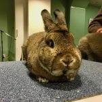 Gastspreker tijdens ledenvergadering over konijnen