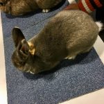 Gastspreker tijdens ledenvergadering over konijnen