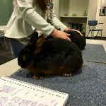 Gastspreker tijdens ledenvergadering over konijnen