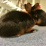 Gastspreker tijdens ledenvergadering over konijnen