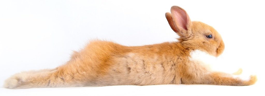 Een konijn kan door een verkeerde ondergrond last van sore hocks krijgen