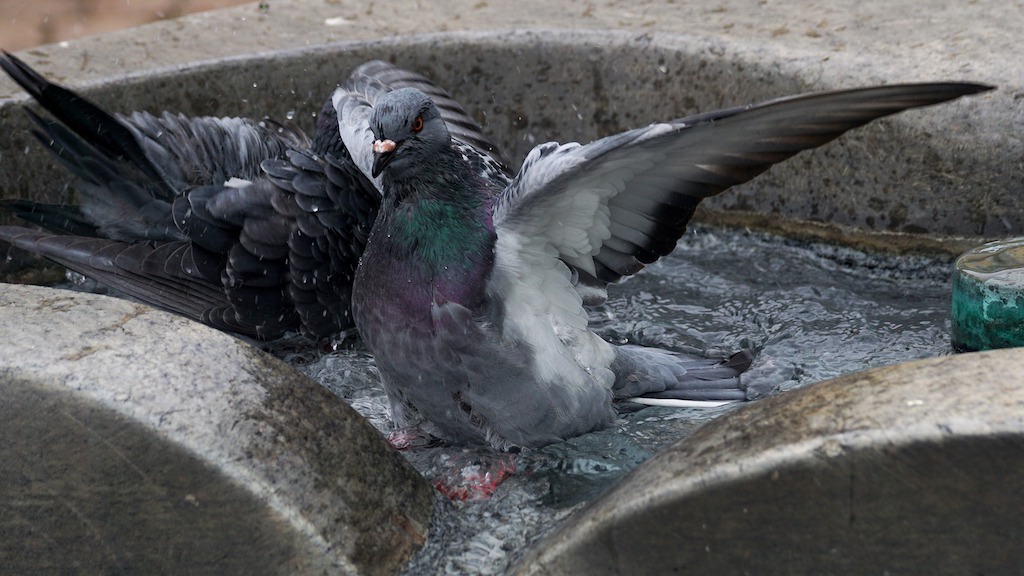 Een duif heeft regelmatig een bad nodig