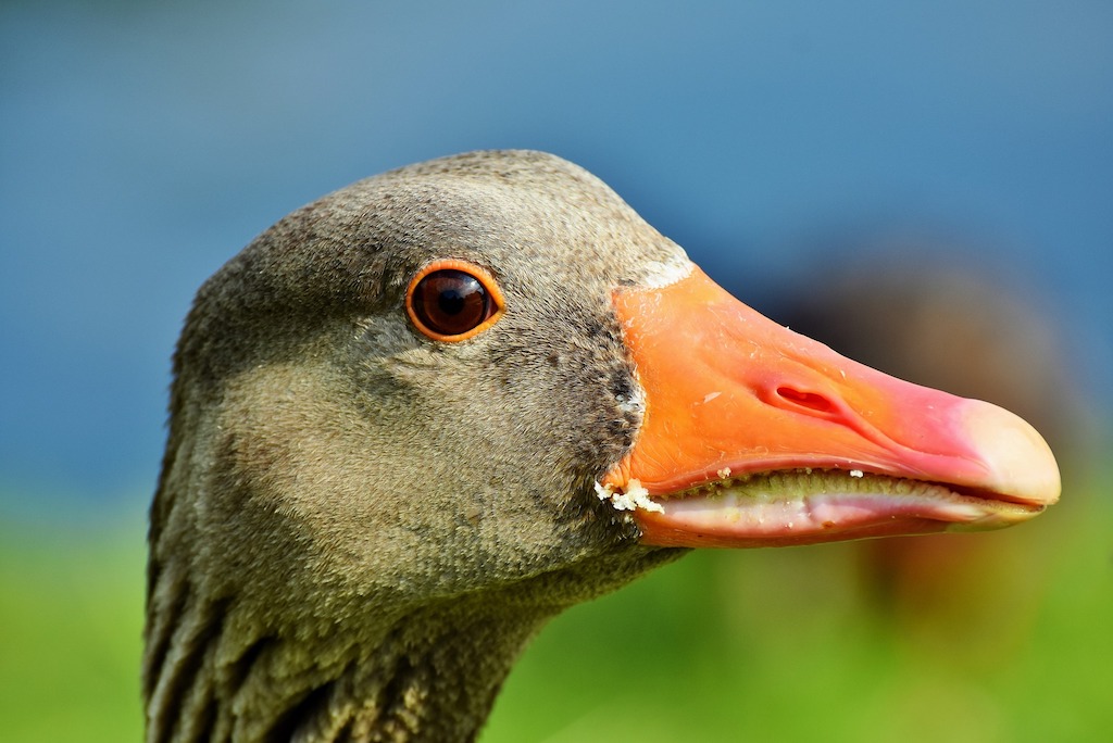 Grauwe gans getroffen door vogelgriep