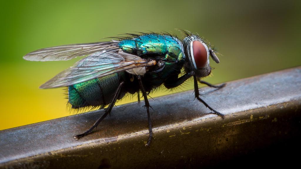 Myasis wordt veroorzaakt door de groene of blauwe vlieg