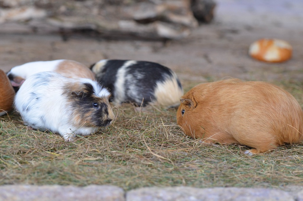 Puberteit bij cavia's