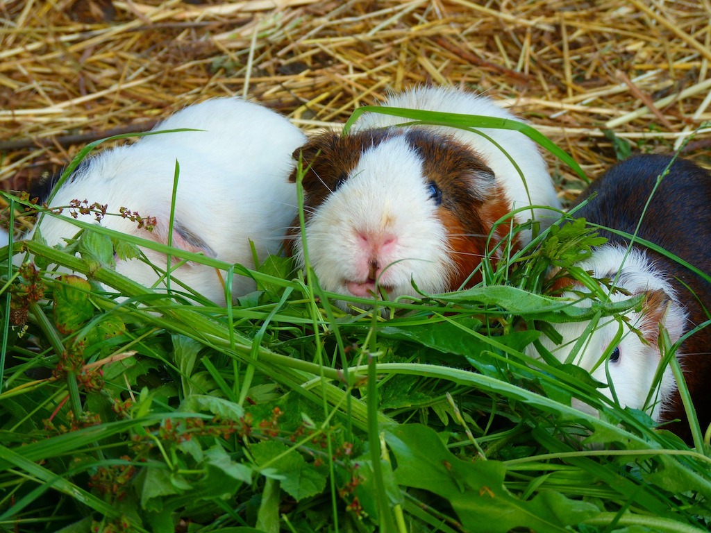 Cavia's leven graag gekoppeld in groepen samen
