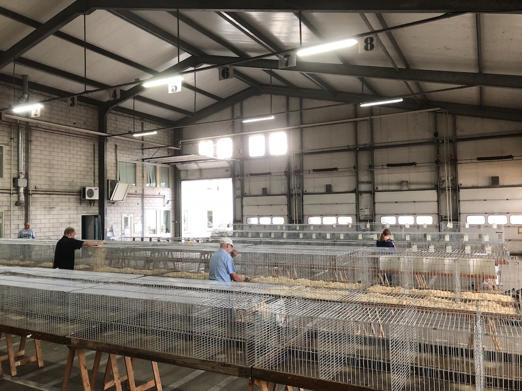 Opbouw jongdierendag 2018