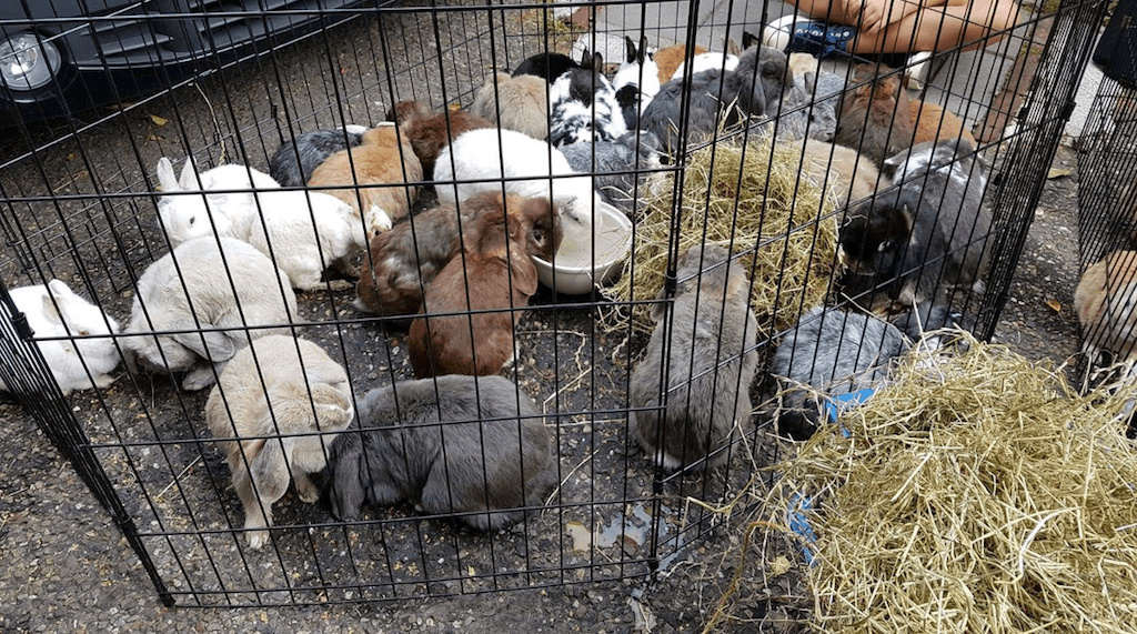 Al deze konijnen zijn afgelopen week gedumpt in een weiland bij Breda