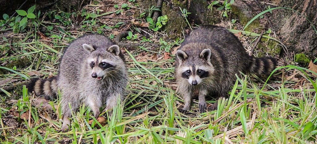 Wasberen kunnen een bedreiging gaan vormen voor onze huis en hobbydieren