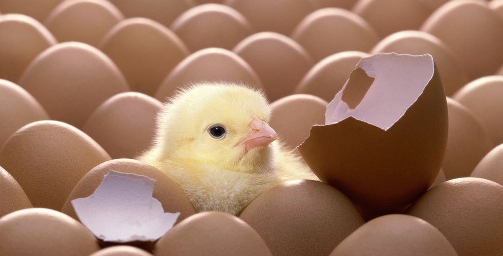 Mogen eieren straks nog uitgebroed worden met een broedmachine?