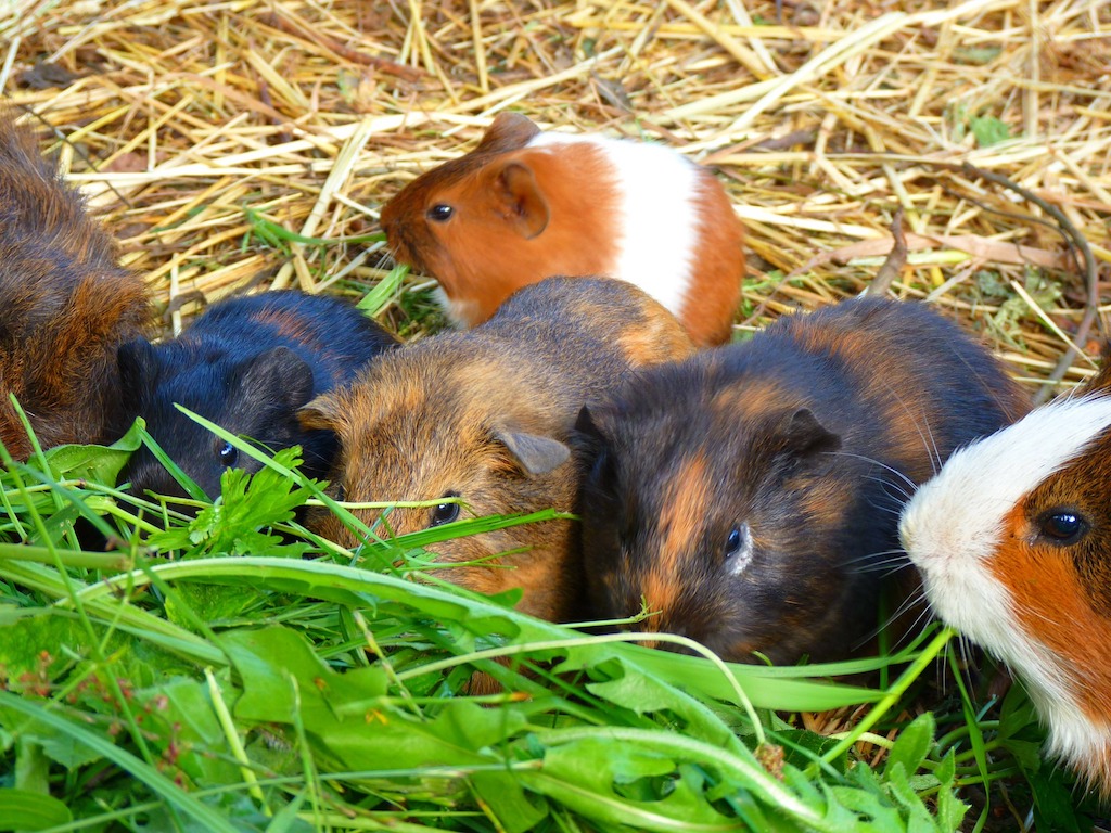 Cavia's in dierenwinkels worden vaak via handelaren ingekocht.