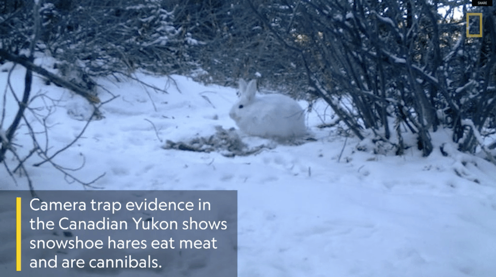 Sneeuwhazen blijken vlees te eten