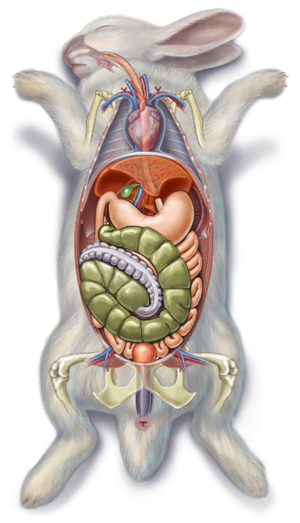 Afbeelding uit de app "the visible bunny".