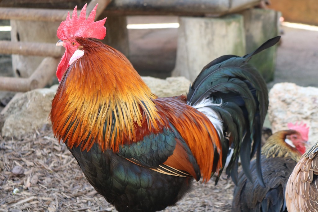 Met het nieuwe dierziektensysteem wordt vogelgriep sneller in kaart gebracht