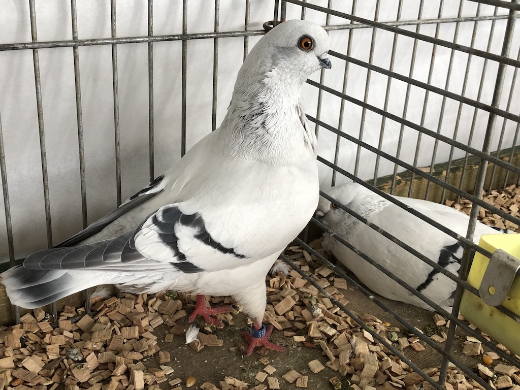 Fraaiste sierduif | Italiaanse meeuw | IJskleurig zwartgeband | Duivin jong