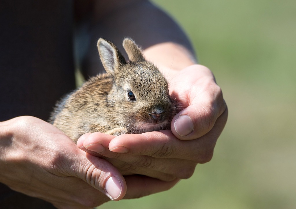 Kennis van genetica en kleuren zijn wel belangrijk als fokker