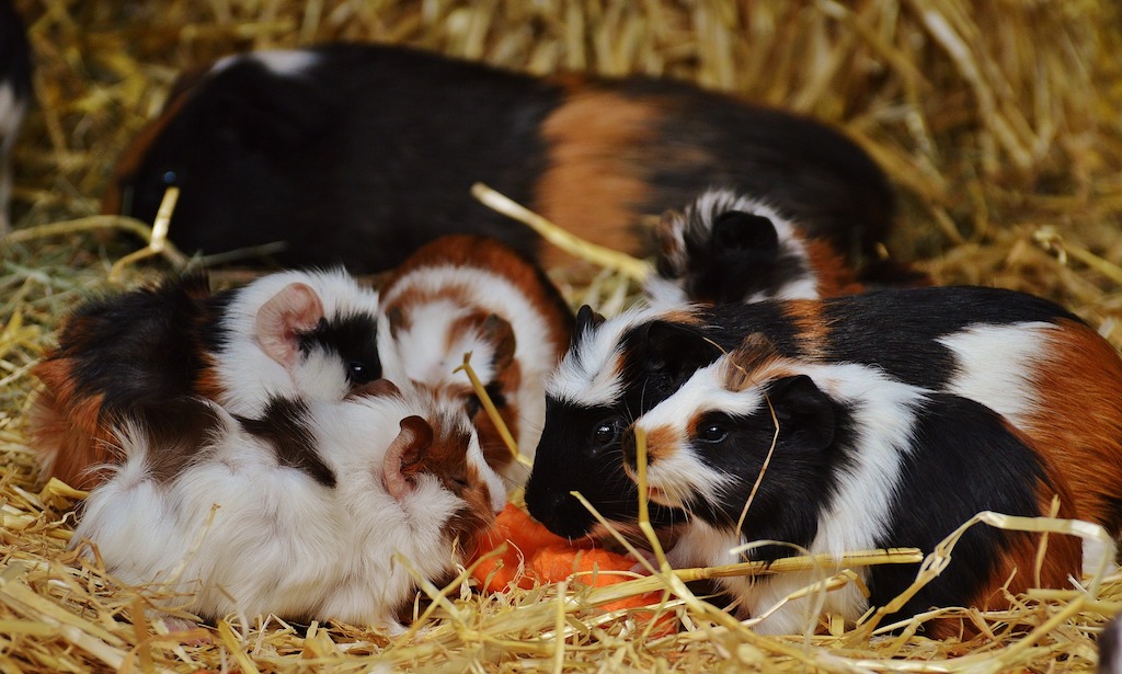 Dierenwinkels kopen hun cavia's vaak via de caviahandel