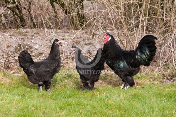 Zwarte Kraaikoppen, hennen en haan