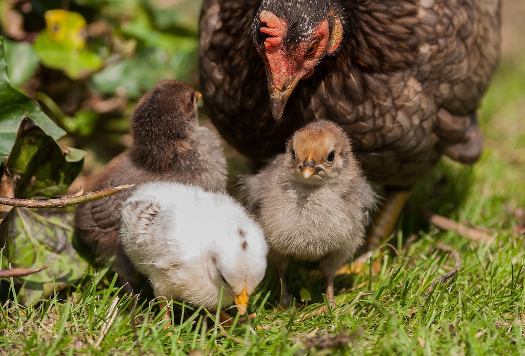 Welkoop organiseert een workshop Kippen houden