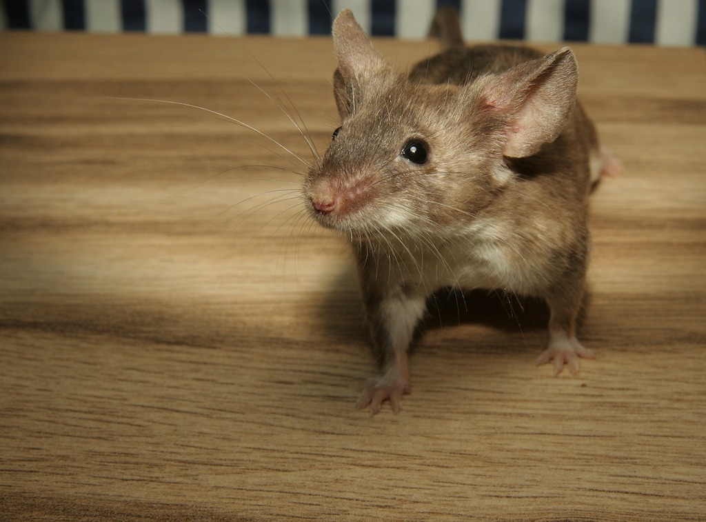 Een muis in huis is niet hygiënisch