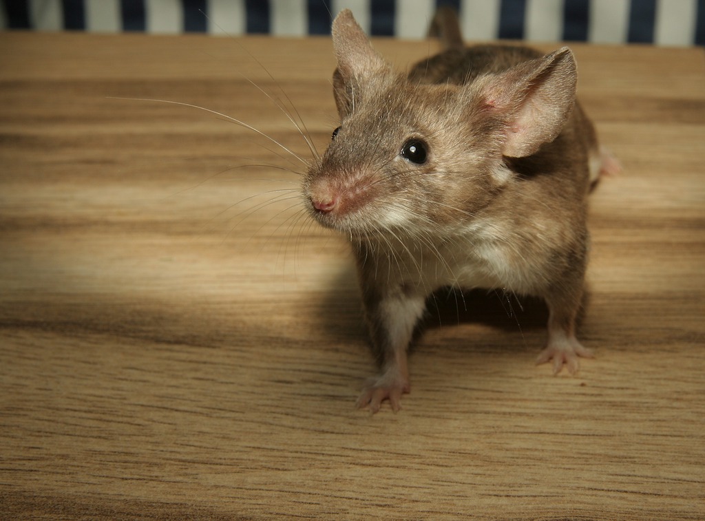 Een muis in huis is niet hygiënisch