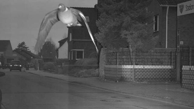 Duitse duif geflitst vanwege te hoge snelheid