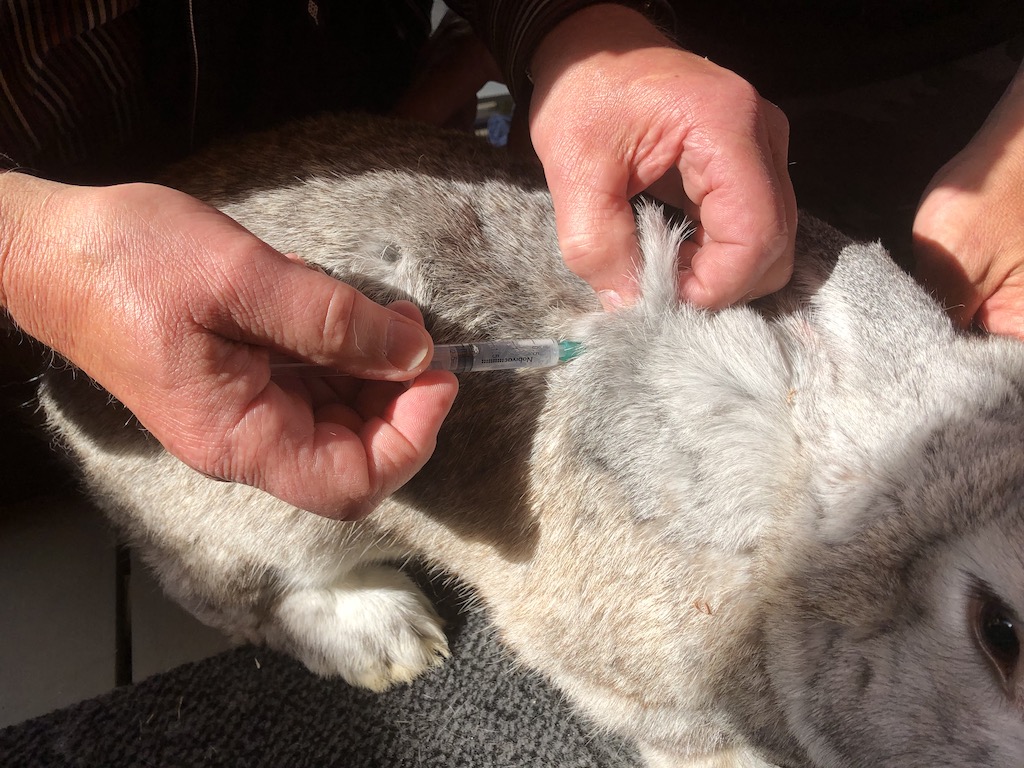 Jaarlijkse vaccinatie konijnen