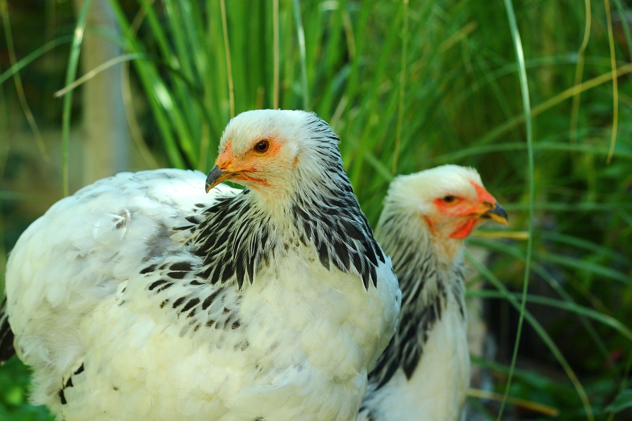 Laagpathogene vogelgriep in 6 Nederlandse provincies
