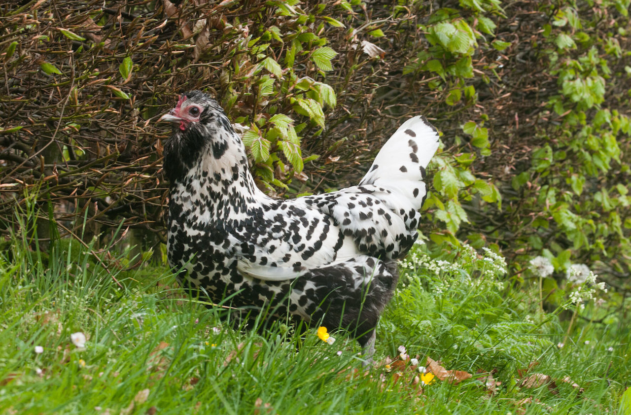 Foto van Uilenbaard Moorkop