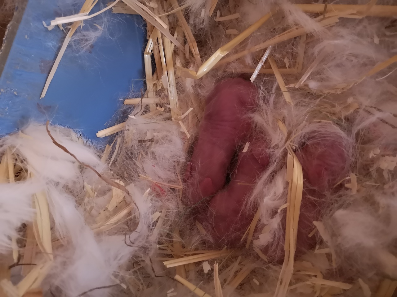 Nestje witte Belgische Hazen